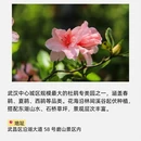 武汉旅游 缩略图 4