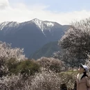 林芝旅游 缩略图 2
