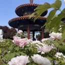 洛阳旅游 缩略图 1