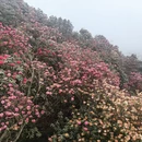 遵义旅游 缩略图 15