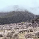 林芝旅游 缩略图 7