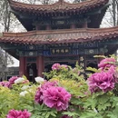洛阳旅游 缩略图 2