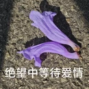 昆明旅游 缩略图 17