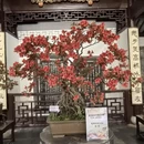 苏州旅游 缩略图 12