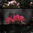 吉安旅游 缩略图 2