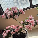 苏州旅游 缩略图 1