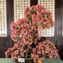 苏州旅游 缩略图 13