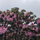 吉安旅游 缩略图 5
