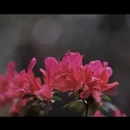 吉安旅游 缩略图 8