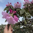 吉安旅游 缩略图 6