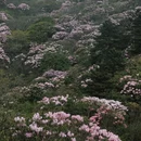 吉安旅游 缩略图 6