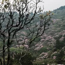 吉安旅游 缩略图 1