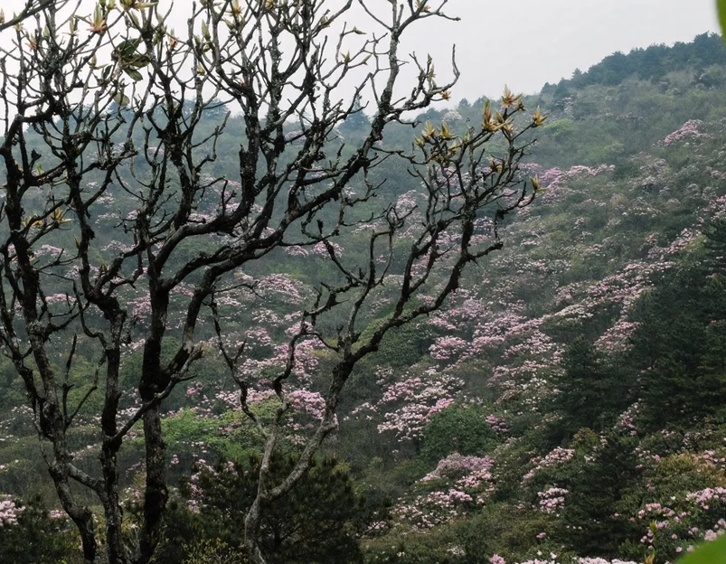 吉安旅游 1