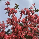 吉安旅游 缩略图 1