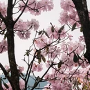 吉安旅游 缩略图 4