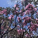 吉安旅游 缩略图 13
