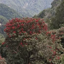 昆明旅游 缩略图 11