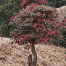 昆明旅游 缩略图 8