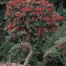 昆明旅游 缩略图 9