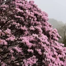 深圳旅游 缩略图 1
