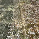苏州旅游 缩略图 14