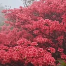 长沙旅游 缩略图 4