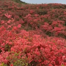 长沙旅游 缩略图 5