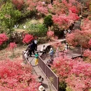 六安旅游 缩略图 8