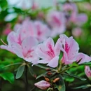 南昌旅游 缩略图 5