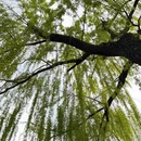 苏州旅游 缩略图 2
