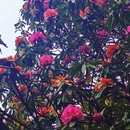 毕节旅游 缩略图 4