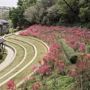 南京旅游 缩略图 10