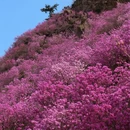 青岛旅游 缩略图 1