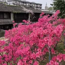 南京旅游 缩略图 3