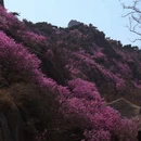 青岛旅游 缩略图 4