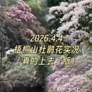 深圳旅游 缩略图 1