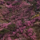 青岛旅游 缩略图 6