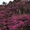青岛旅游 缩略图 5