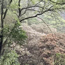 深圳旅游 缩略图 5
