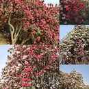 毕节旅游 缩略图 1