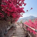 武汉旅游 缩略图 1