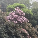 深圳旅游 缩略图 9