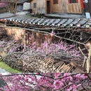 湘西旅游 缩略图 9