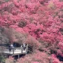 武汉旅游 缩略图 14