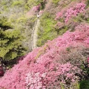 武汉旅游 缩略图 5