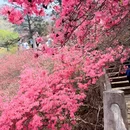 武汉旅游 缩略图 6