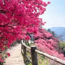 武汉旅游 缩略图 7