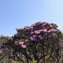 湘西旅游 缩略图 18