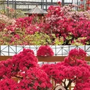 黄冈旅游 缩略图 5