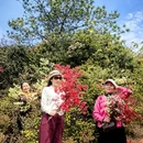 鹰潭旅游 缩略图 12